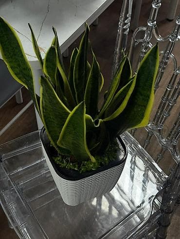 купить пальму: Комнатные растения в декоративных кашпо 1) Замиокулькас (Zamioculcas — 10