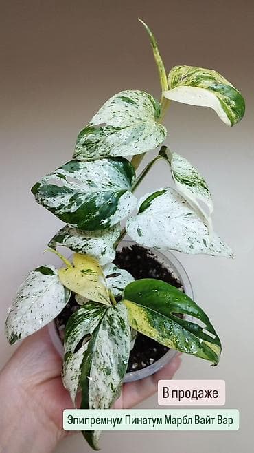Үй жана бакча: В продаже ❇️ Эпипремнум Пинатум Марбл Вайт Вар — 1