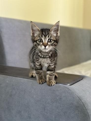 Отдам даром кошку: Мальчик — 4