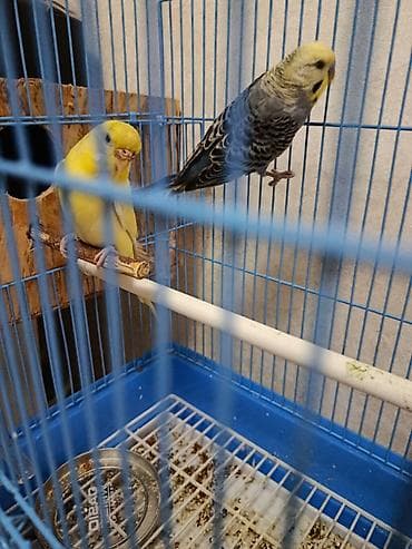 белые кролики: Волнистые попугайчики пара с клеткой и гнездой аксессуарами — 1