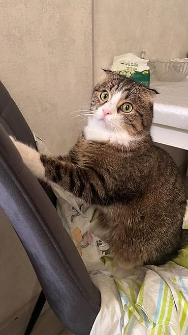cat litter: Шотландская вислоухая кошка (Scottish Fold) Кот спокойный, приучен к — 4