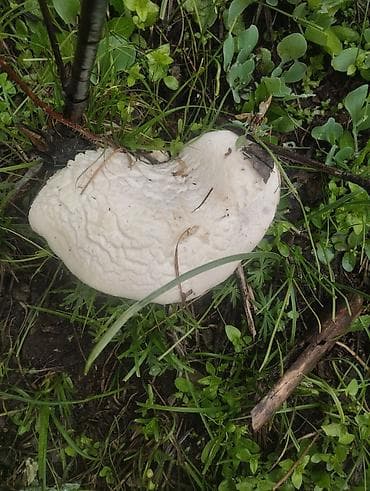 ящик для клубника: Свежие дикие грибы белый горный — 6