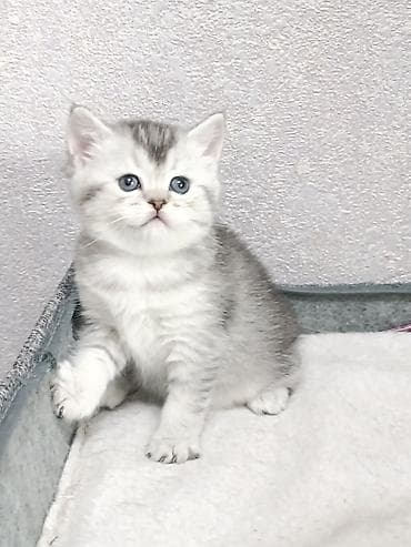 коты бенгальские: Скотиш Фолд (Шотландская вислоухая), 1 месяц, Девочка — 6