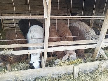 продам сельхоз животных: Продаю | Овца (самка) | Для разведения | Племенные — 4
