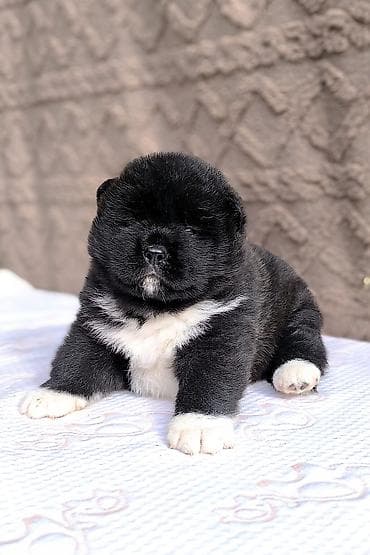 японская порода собак акита: Щенок американской акиты открыта к резерву, девочка 27.01.26 в новый — 2