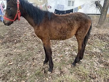 сетка курица: Продаю | Жеребенок | Рабочий — 2