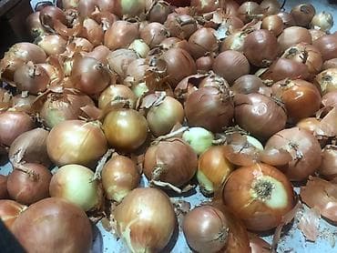Продукты питания: Лук Оптом — 2