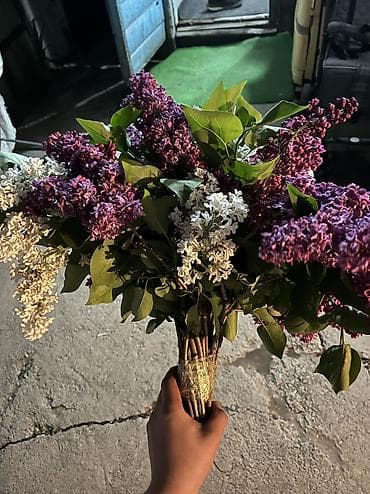 даром цветы: Сирень — 1