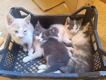 Отдам даром кошку: Котята даром 2 мальчика 2 девочки 2 месяца почти, кушают ходят в — 1