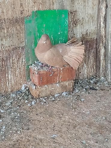 Ветеринар кызматы: Продаю жёлтого голубя павлена цена 1300 сом Декоративный голубь — 1