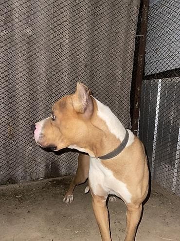 Амстафф, 6 месяцев, Самец