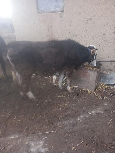 Продаю | Музоо, торпок | Полукровка | Для разведения | Привязанные