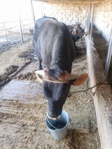 продам домик для кошки: Продаю | Бык (самец) | На откорм | Привязанные — 7