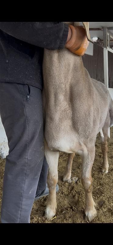 папугай карела: Продаю | Баран (самец) | Для разведения | Племенные — 6