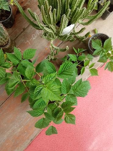 рыбы купить: Малина ремонтантная (сорт — 8