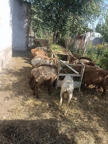 тук: Продаю | Баран (самец) | Для разведения | Племенные — 1