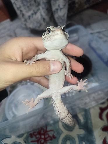 Животные: Продаю эублифара с необычным окрасом, самец 8месяца, с кормом и — 1