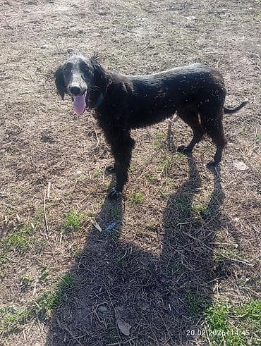 Ветеринар кызматы: Тайган, 8 айлык, Эркек, Эмделген — 10