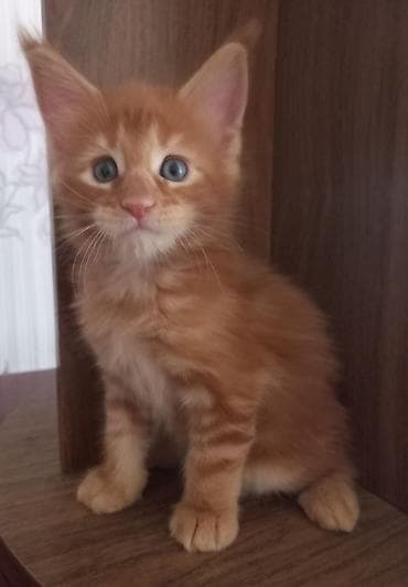 кошка мейкун: 🐾🐈Предлагаются к ранней брони очаровательные котята мейн-кун — 2