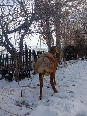 Кошки: Продаю | Баран (самец) | Для разведения | Осеменитель — 5