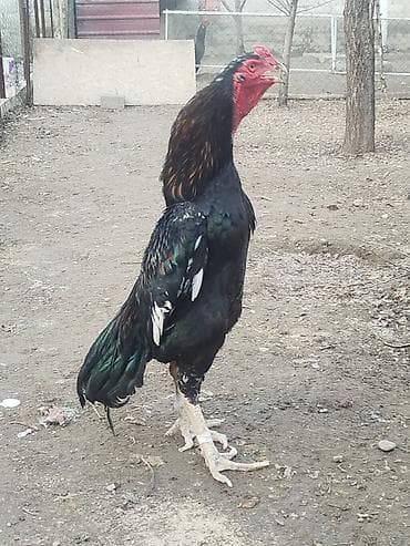 сено в токмоке: Продаю | Куры — 4