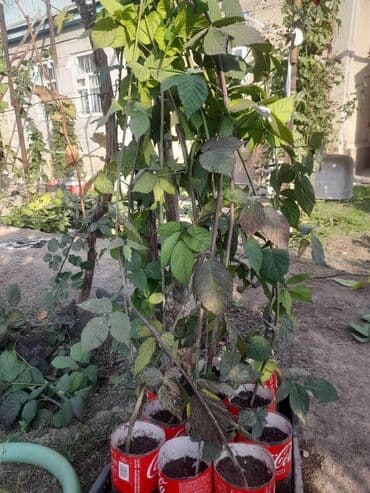 цена на капельный полив: Саженцы ежевики (бесшипная садовая) - Кусты мощные, побеги длинные — 1