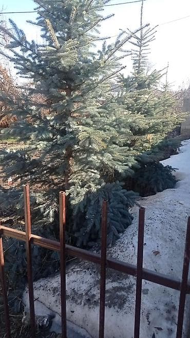 туя голубая ёлка: Ель голубая (Picea pungens, «голубая ель») - Декоративные — 1