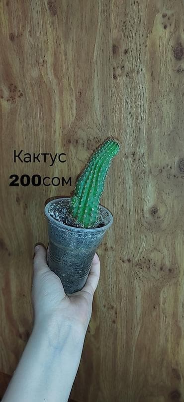 фикус триангулярис: Комнатные растения — саженцы и черенки. 1) Живое дерево (лечебное) — — 4