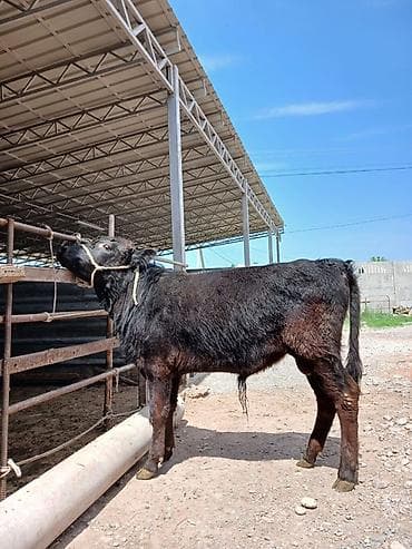 chi su: Продаю | Бык (самец), Музоо, торпок | Ангус, Шароле — 3