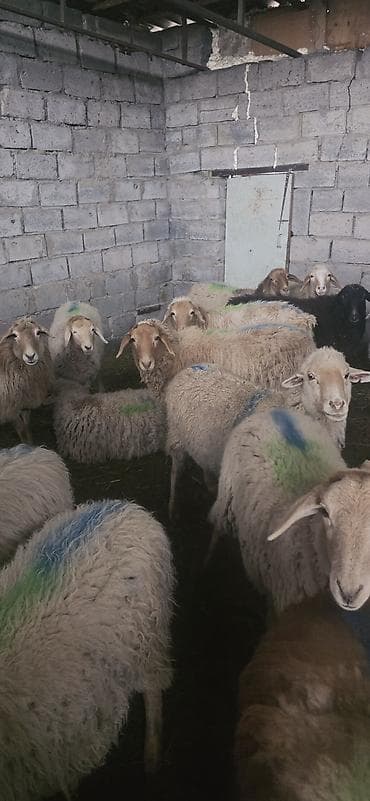 усыпление животных бишкек: Продаю | Овца (самка) — 1