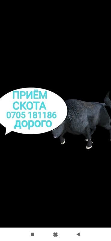 купить собаку доберман в бишкеке: Куплю | Коровы, быки, Лошади, кони, Другие с/х животные | Круглосуточно, Любое состояние, Забитый — 1