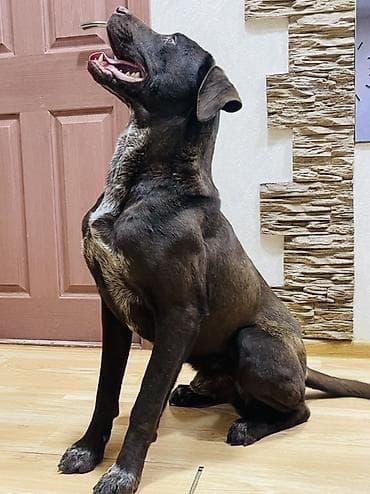 купить собаку кане корсо: Метис крупной породы (кобель) Мать Коне Корсо ( на 3 й фото), отец — 2