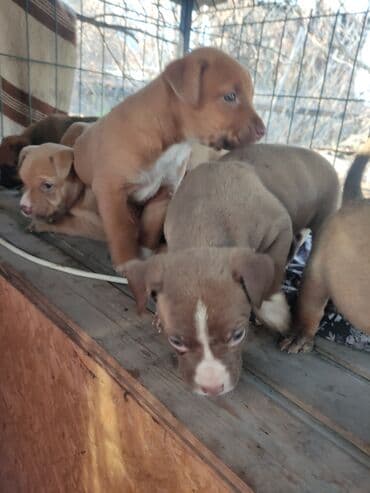 собаки и щенки в дар: Щенки К Продаже готовы Питбуль кушают самостоятельно Срочная цена — 15
