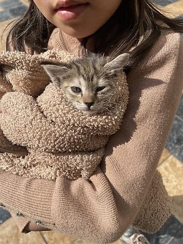 сабаки тайган: ОШ ОШ ОШ! АРБАТ ! Нужны добрые руеи котятамКотята — домашние любимцы — 1