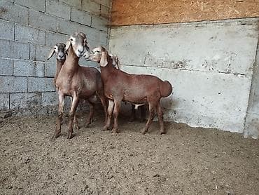 бараны обмен: Продаю | Баран (самец) — 8