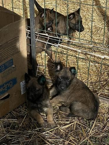Животные: Щенки Бельгийский овчарки - Порода по типу — короткошёрстные — 8