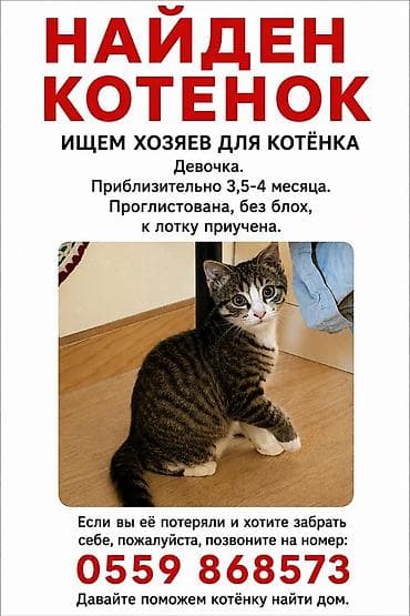 Найдена : Беспородная, Девочка