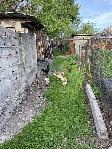 фазаны цыплята: Продаю | Куры, Петух | Дакан | Для разведения, Несушки, Для боев — 7