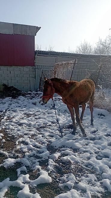 куры марьям бишкек: Продаю | Кобыла (самка) — 5