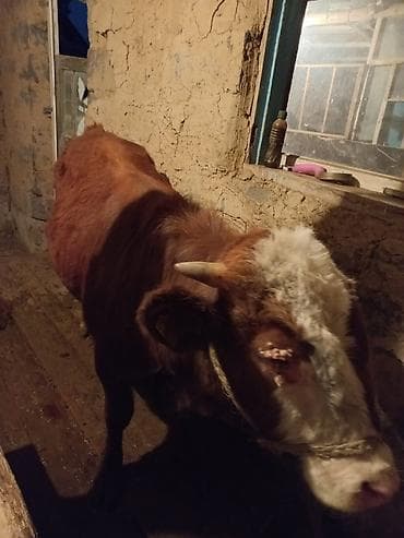 Продаю | Бык (самец) | На откорм | Привязанные