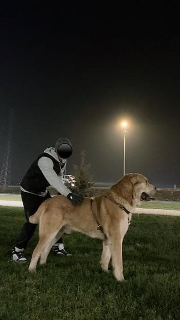 туркменский алабай: Щенок породы среднеазиатская овчарка (Алабай), светло-кремовый окрас — 6