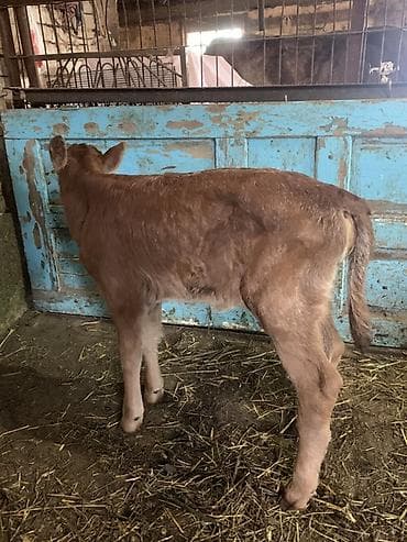 сельскохозяйственные животные продажа: Продаю | Музоо, торпок | Полукровка | Для разведения, Для молока | Искусственник — 3