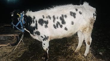 охотничий дратхаар: Продаю | Тёлка | Для молока | Привязанные — 2