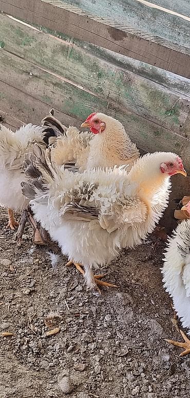 Индюки: Продаю | Куры | Для разведения — 2