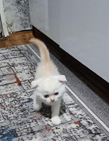 шотланская вислоухая кошка: Шотландские вислоухие котята (Scottish Fold) 1,5 месяца Поведение и — 4
