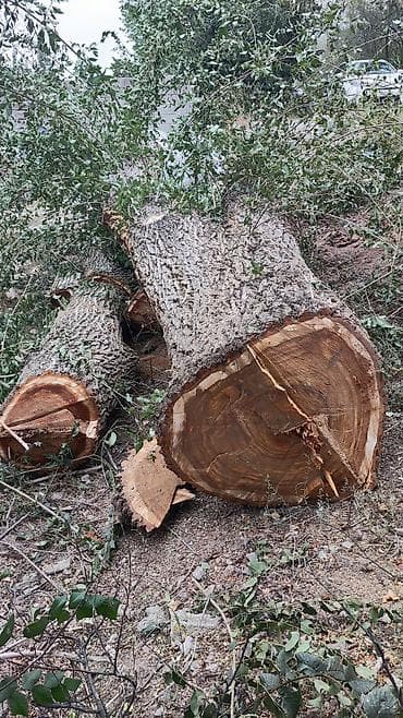 форматно распиловочный станок: Спил деревьеПрофессиональные высотные работы по деревьям удаление — 2
