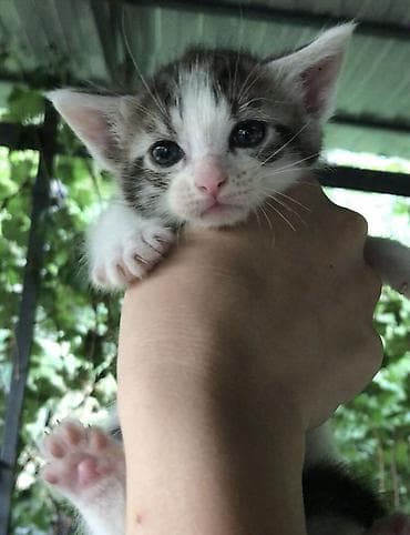 белые кошки купить: Ориентальная, 1 месяц, Мальчик, С прививками — 2