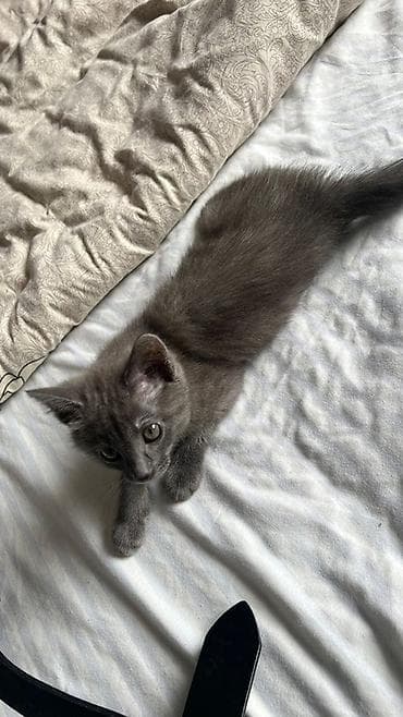 Үй жаныбарлары: Орус көгүлтүр, 2 айлык, Ургаачы, Боз, Аргын — 7