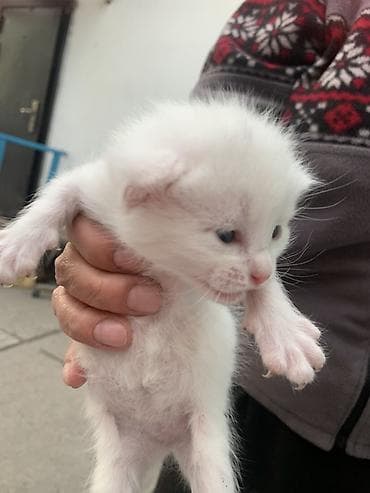 отдам бесплатно котенка: Белоснежный котёнок с голубыми глазами. Описание: - Окрас: чисто — 1