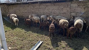 машинка для овцы: Продаю | Овца (самка), Ягненок | Арашан — 2